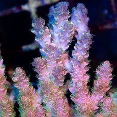 画像2: CDU Acropora sp. Ultra No.191 (2)