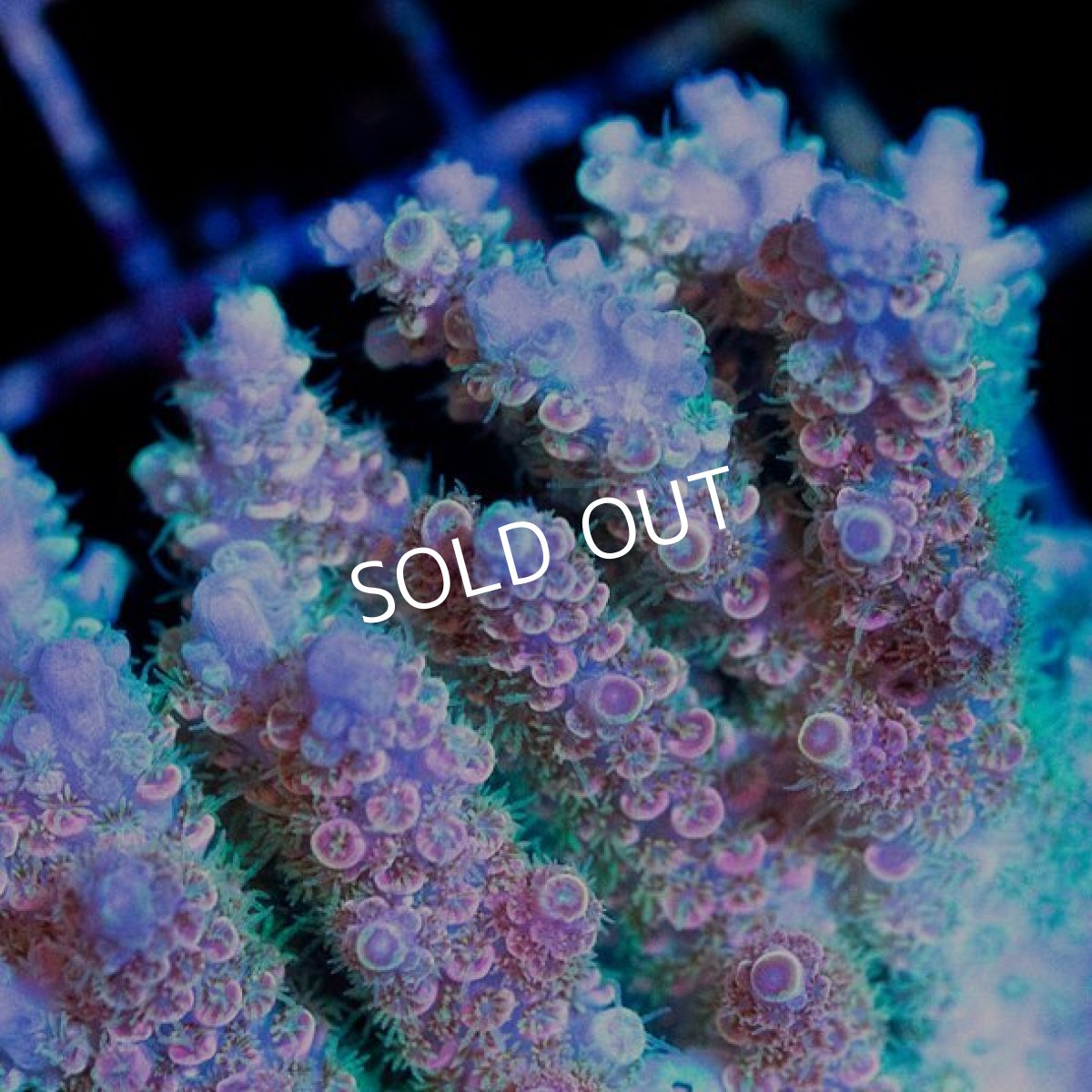 画像2: CDU Acropora sp. Ultra No.200 (2)