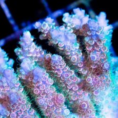 画像2: CDU Acropora sp. Ultra No.200 (2)