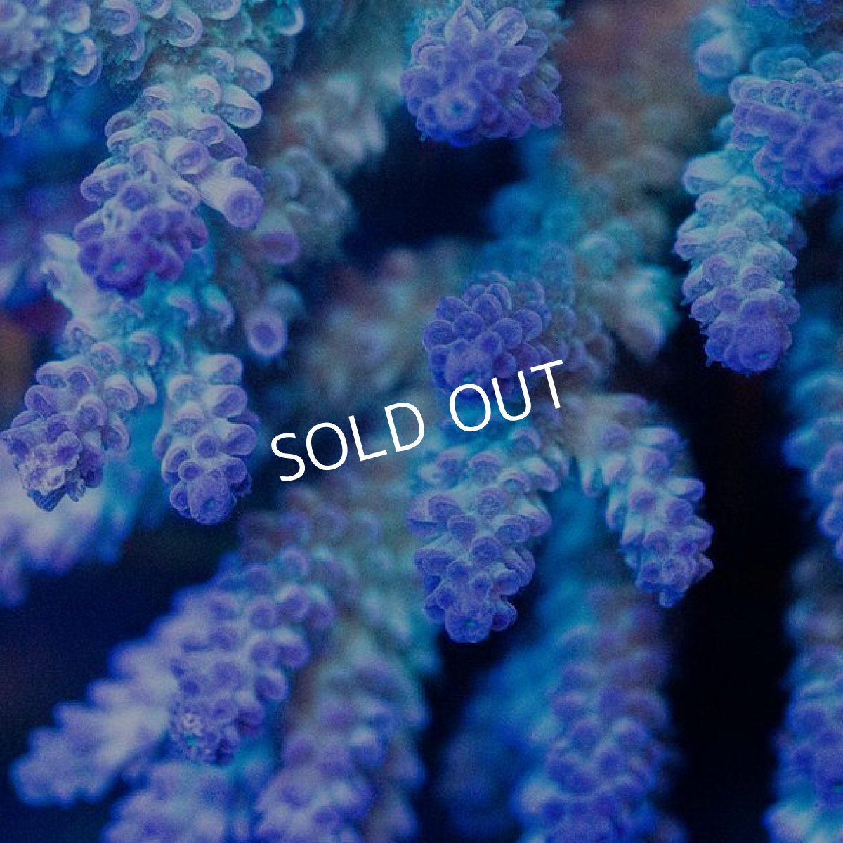 画像2: CDU Acropora sp. Ultra No.183 (2)