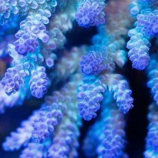 画像2: CDU Acropora sp. Ultra No.183 (2)