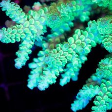 画像2: CDU Acropora sp. Ultra No.187 (2)