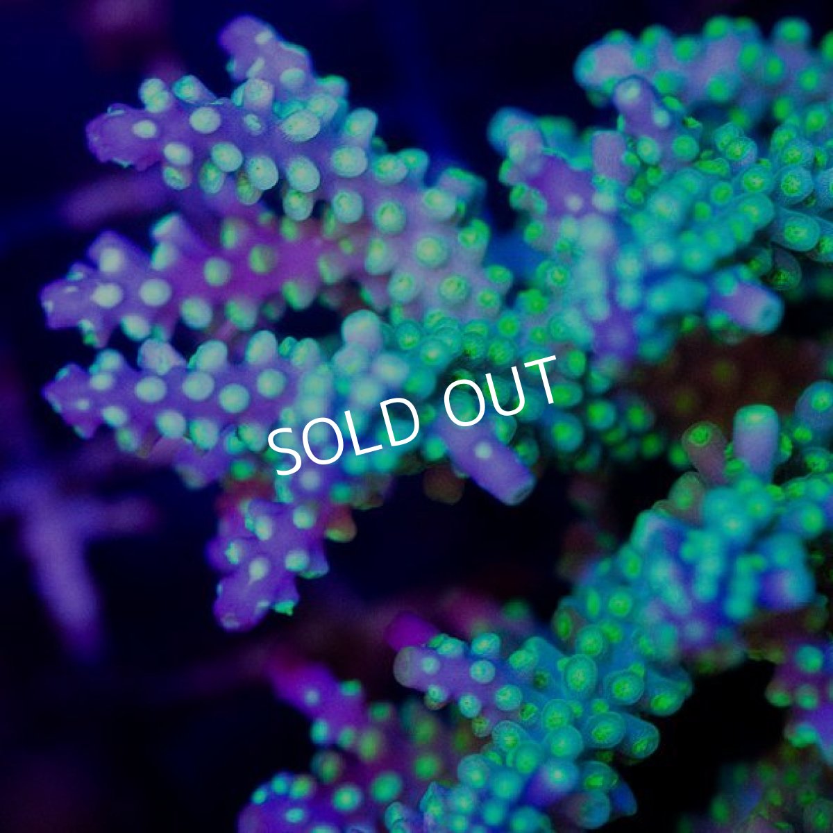 画像2: CDU Acropora sp. Ultra No.180 (2)