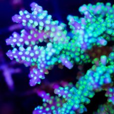 画像2: CDU Acropora sp. Ultra No.180 (2)