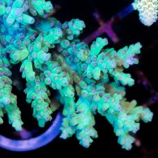 画像2: CDU Acropora sp. Ultra No.189 (2)