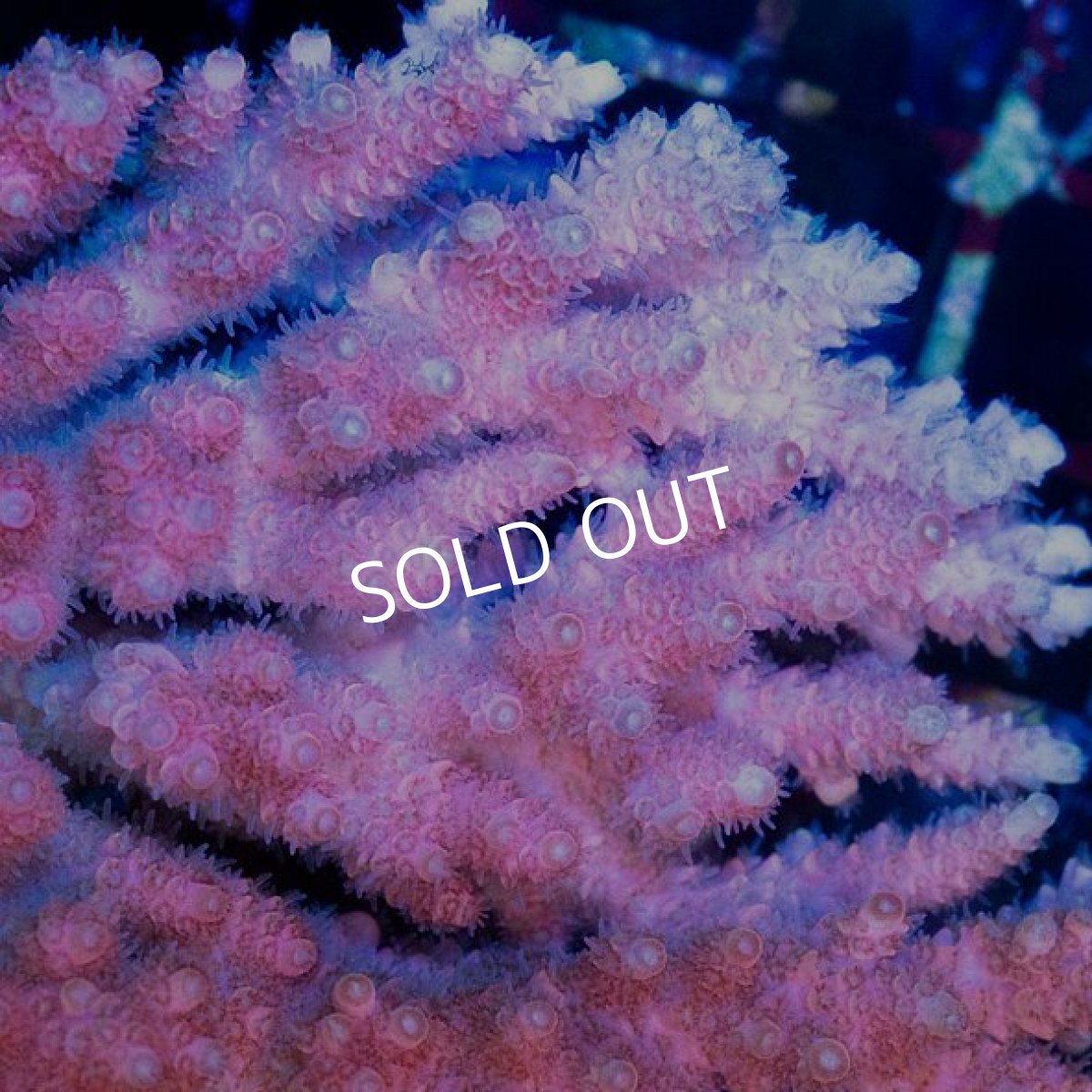 画像2: CDU Acropora sp. Ultra No.190 (2)