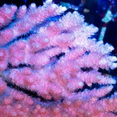 画像2: CDU Acropora sp. Ultra No.190 (2)