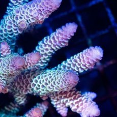 画像2: CDU Acropora sp. Ultra No.195 (2)