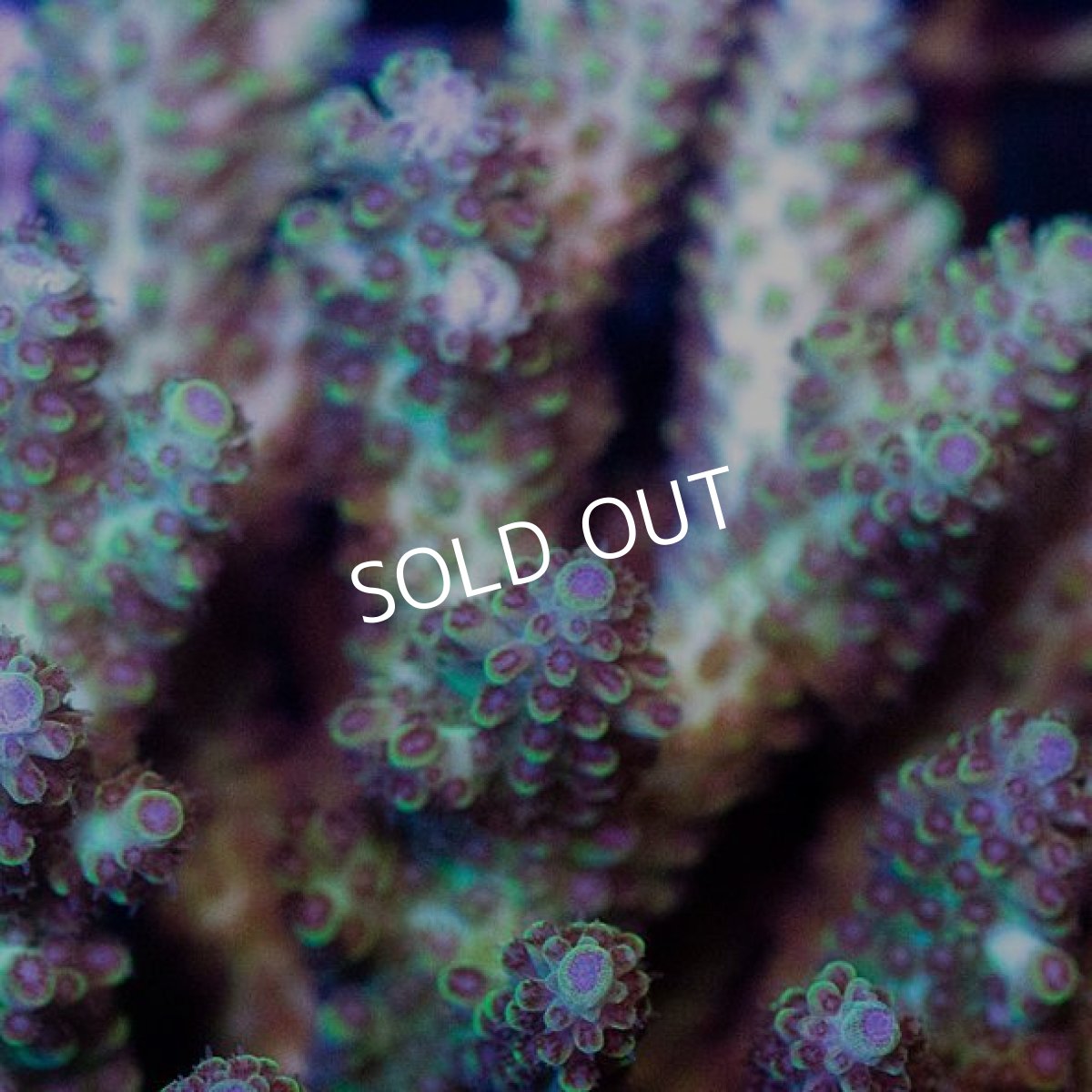 画像2: CDU Acropora sp. Ultra No.184 (2)