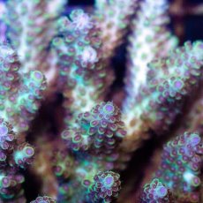 画像2: CDU Acropora sp. Ultra No.184 (2)