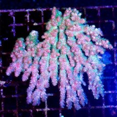 画像1: CDU Acropora sp. Ultra No.191 (1)