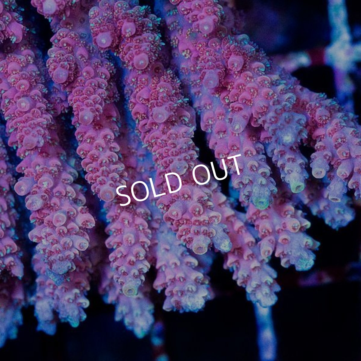 画像2: ■SALE■CDU Acropora sp. Ultra No.202 (2)