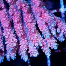 画像2: ■SALE■CDU Acropora sp. Ultra No.202 (2)