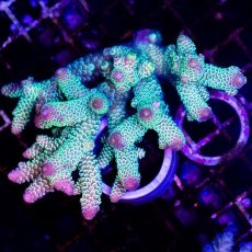 画像1: ■SALE30%OFF■CDU Acropora sp. Ultra No.203 (1)