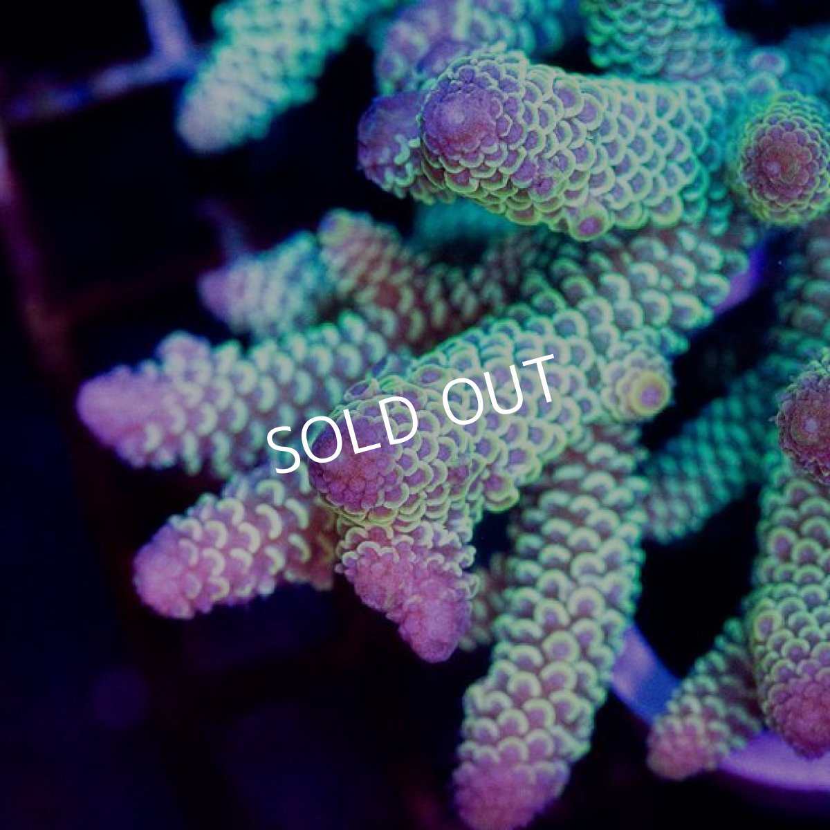 画像2: ■SALE30%OFF■CDU Acropora sp. Ultra No.203 (2)