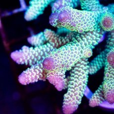 画像2: ■SALE30%OFF■CDU Acropora sp. Ultra No.203 (2)