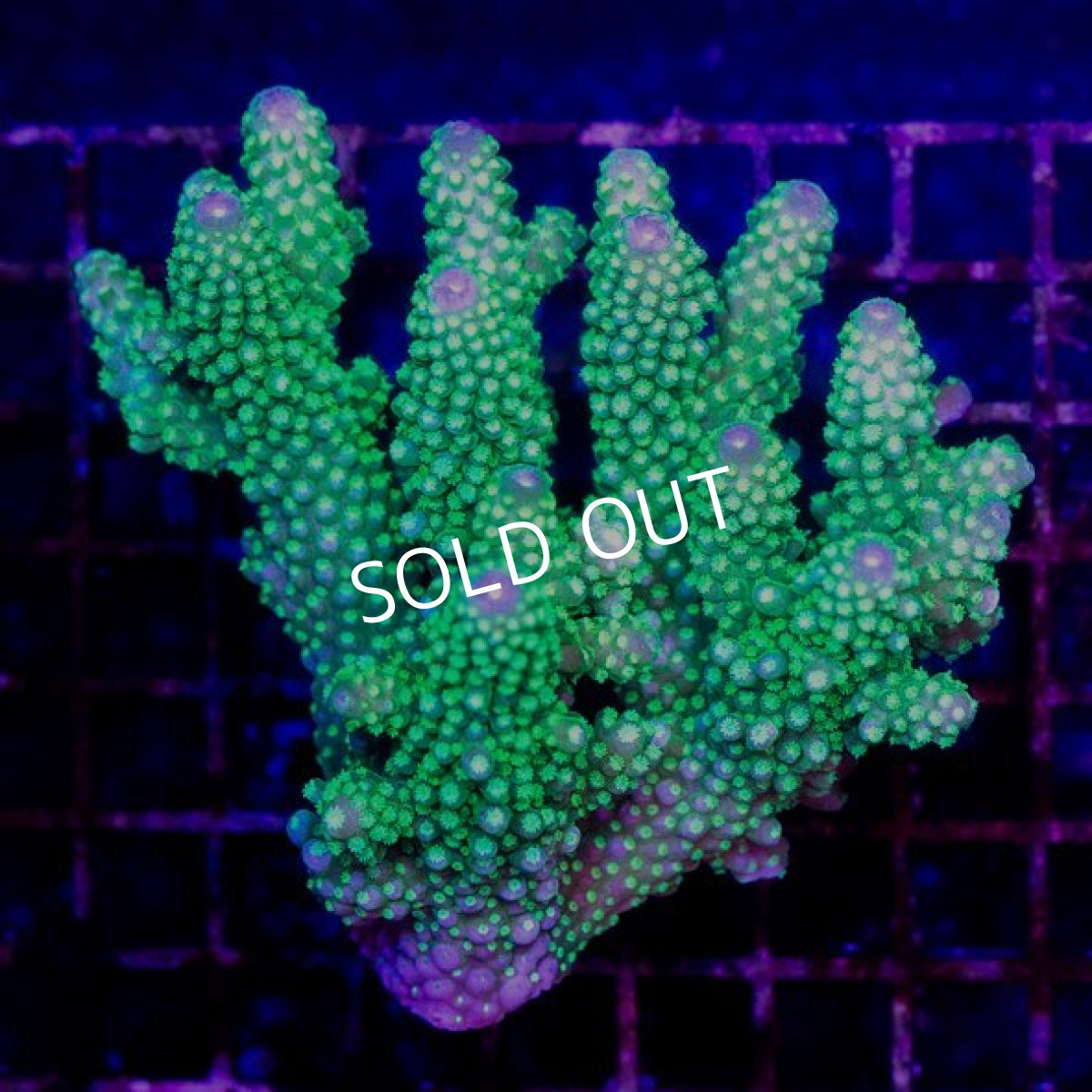 画像1: ■SALE30%OFF■CDU Acropora sp. Ultra No.201 (1)