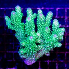 画像1: ■SALE30%OFF■CDU Acropora sp. Ultra No.201 (1)