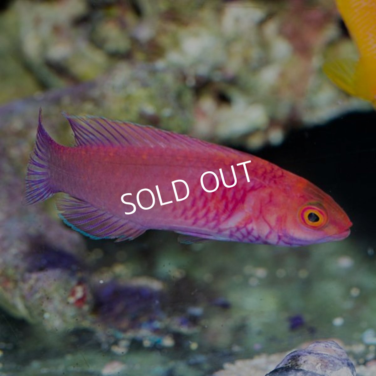 画像2: ローズベールドフェアリーラス (2)