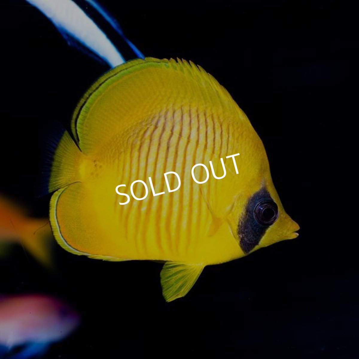 画像2: ■SALE■ゴールデンバタフライ (2)