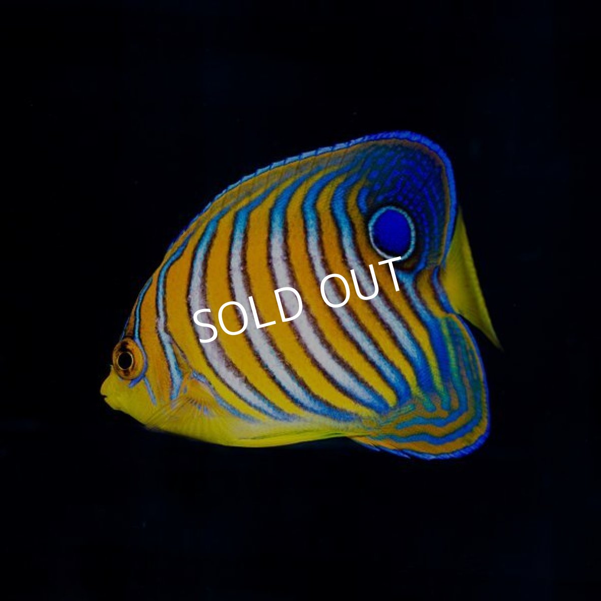 画像2: ニシキヤッコ　モルディブ (2)