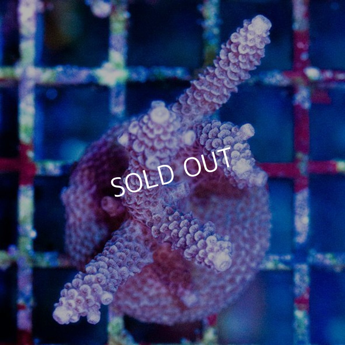 画像2: CE Mille Purple (2)