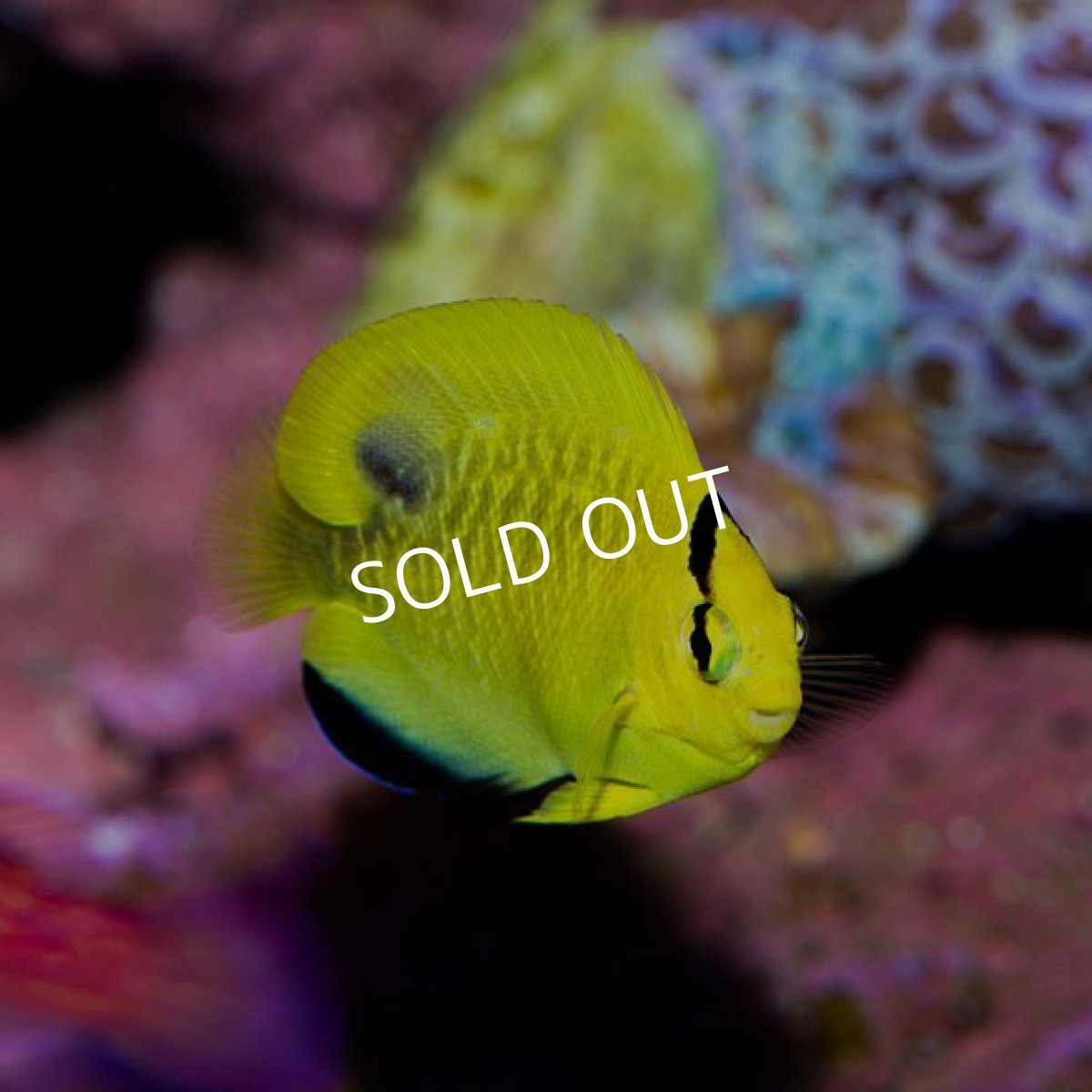 画像2: ゴールドフレークエンゼル　ブリード (2)