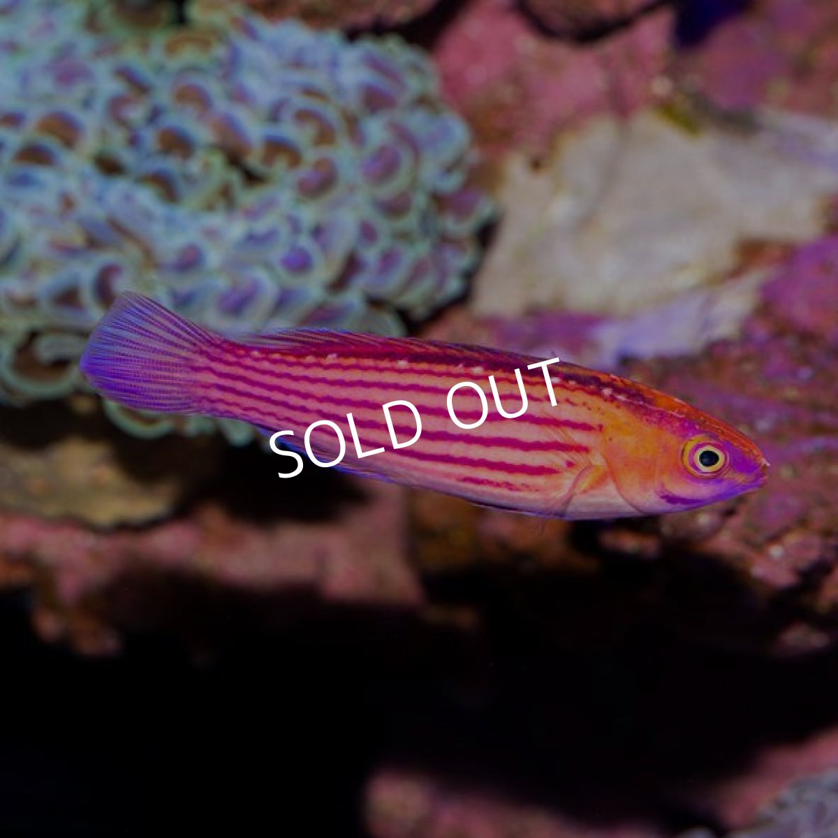 画像2: ■SALE■イヤールズフェアリーラス No.2 (2)