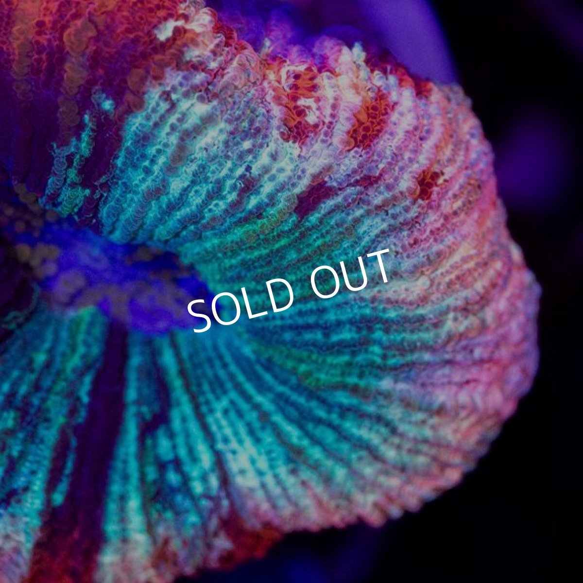 画像2: ■SALE■オオバナサンゴ インドネシア No.1 (2)