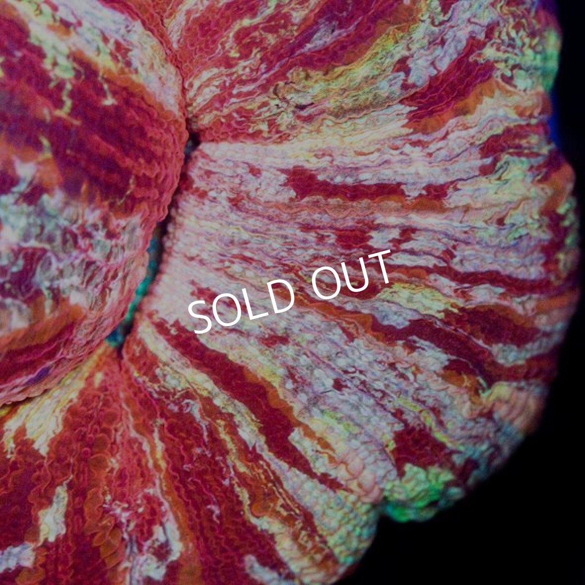 画像2: オオバナサンゴ　インドネシア　No.10 (2)