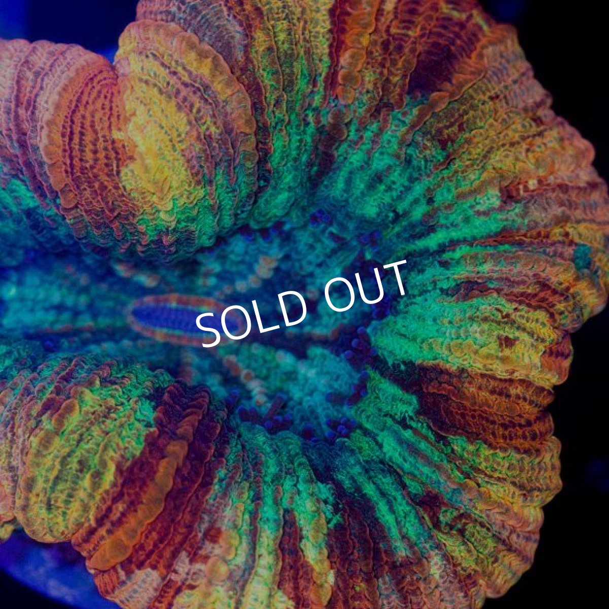 画像2: オオバナサンゴ インドネシア No.7 (2)