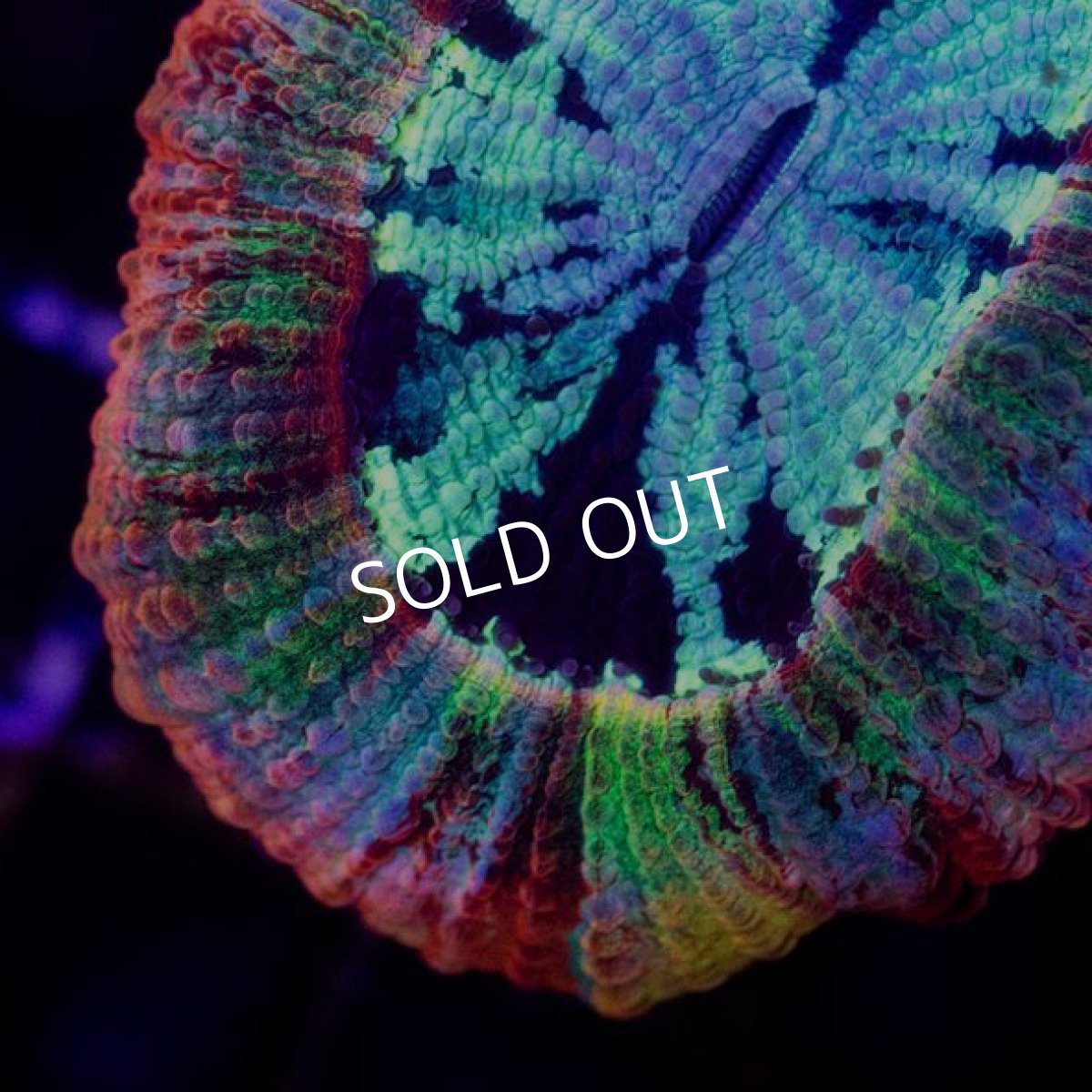 画像2: オオバナサンゴ インドネシア No.6 (2)