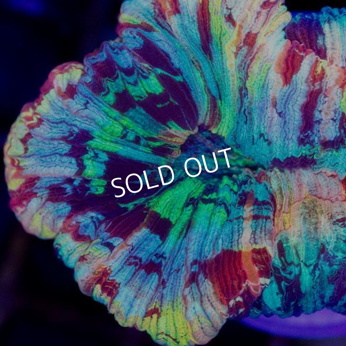 画像2: オオバナサンゴ インドネシア No.5 (2)