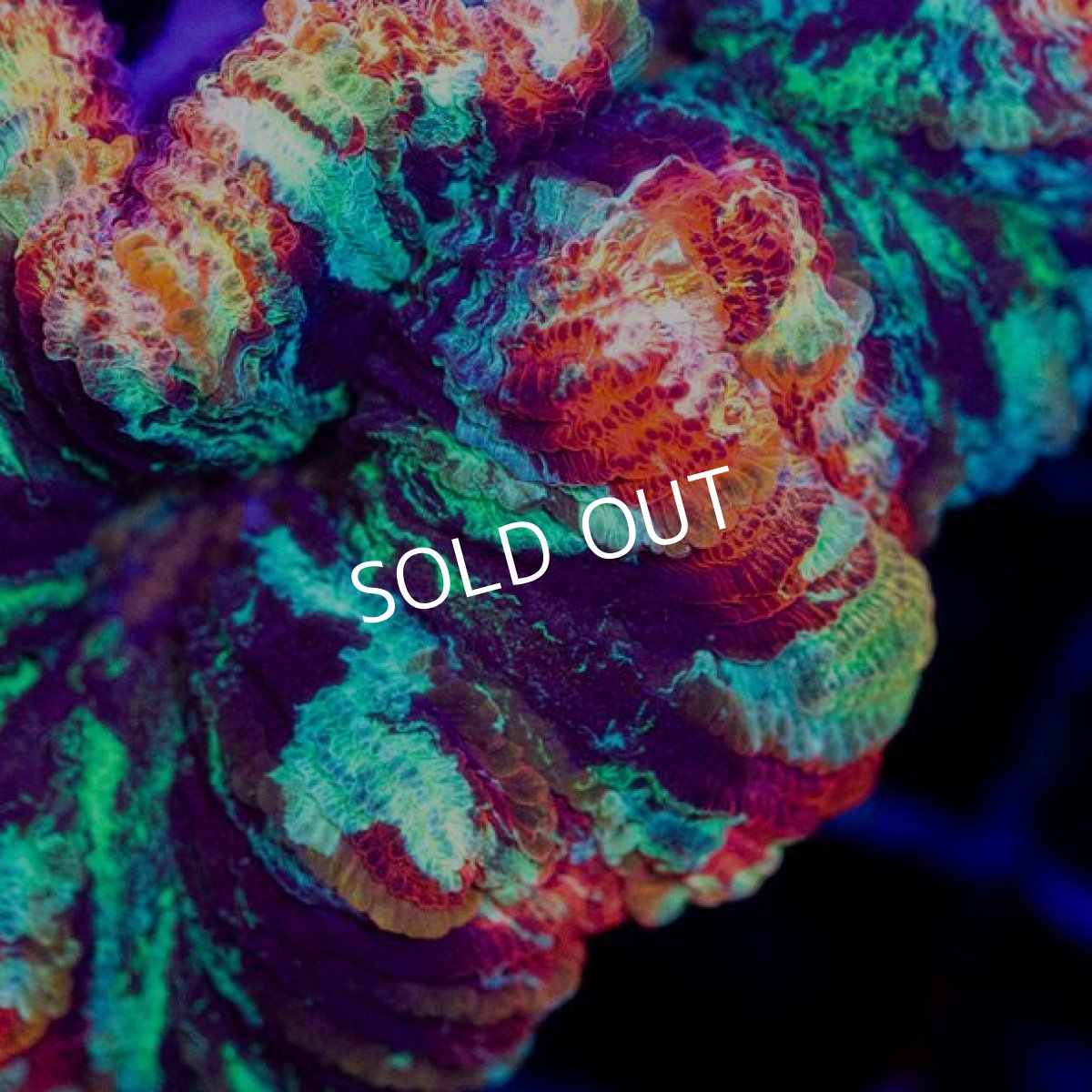 画像2: ■SALE■オオバナサンゴ　インドネシア　No.9 (2)