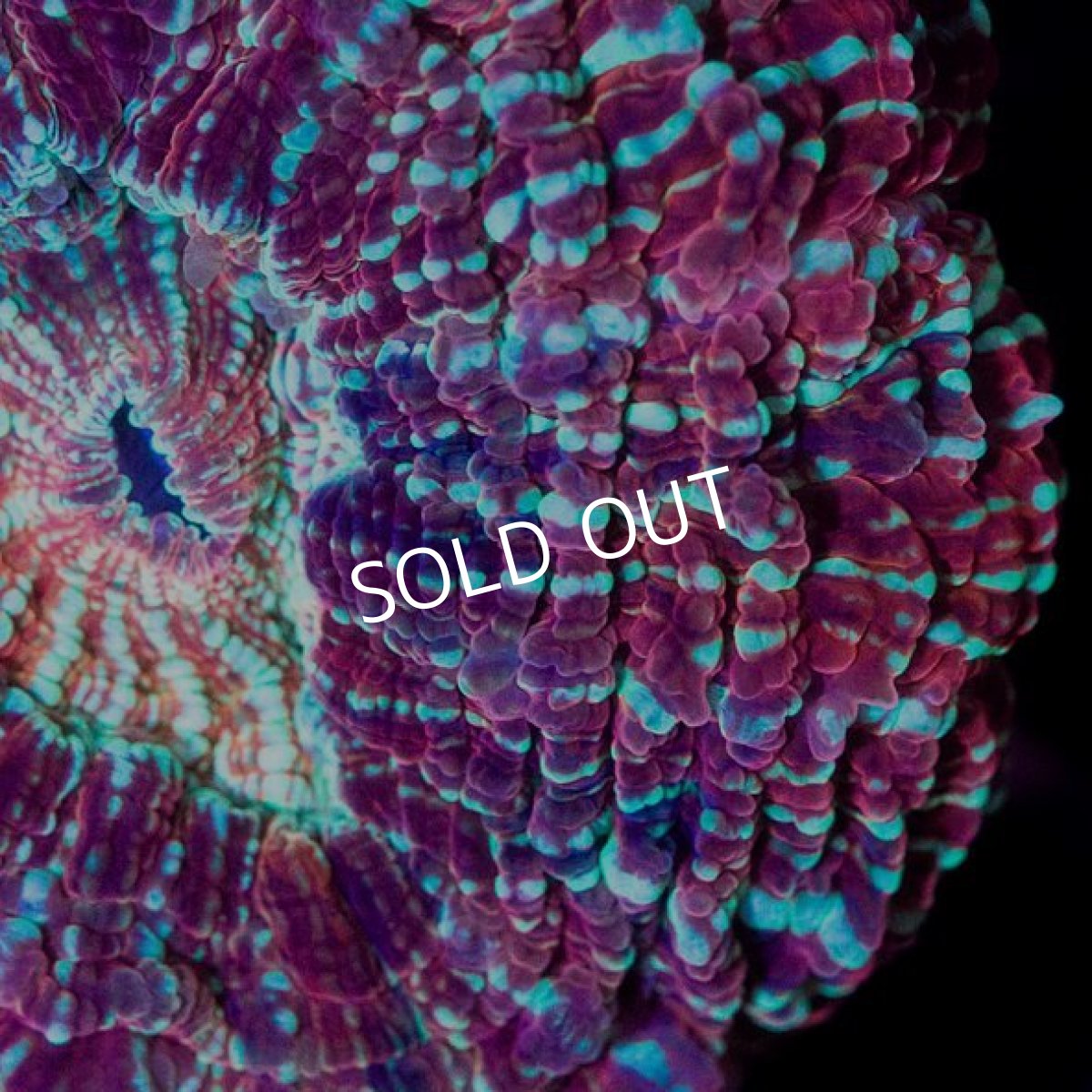 画像2: ■SALE■アザミハナガタサンゴ　インドネシア　No.1 (2)