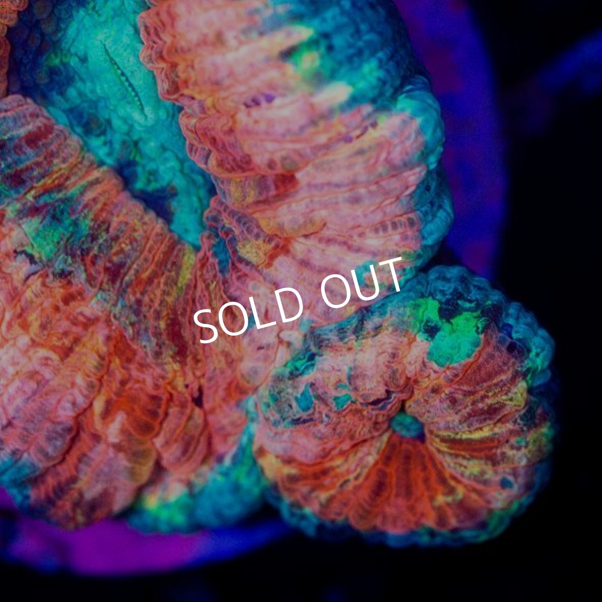 画像2: オオバナサンゴ　インドネシア　No.4 (2)