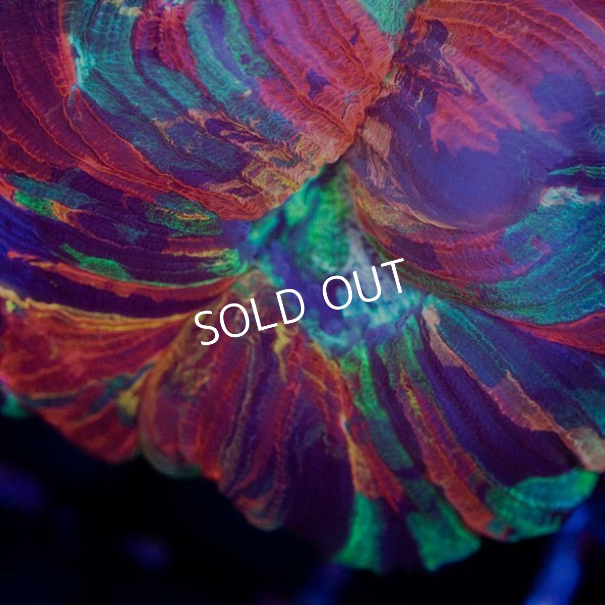 画像2: ■SALE■オオバナサンゴ インドネシア No.8 (2)