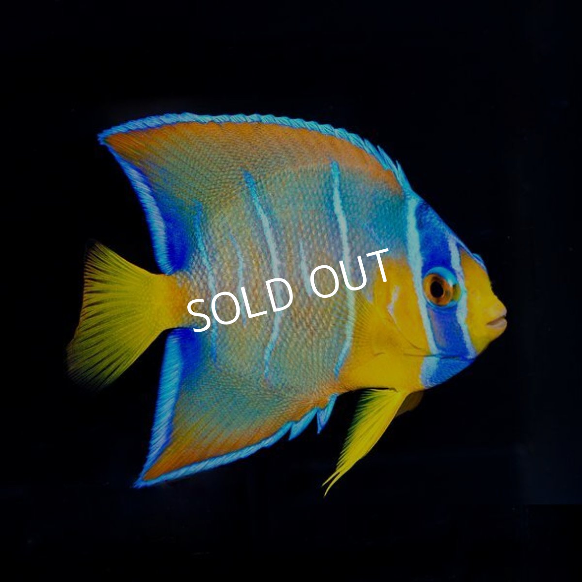 画像2: ■SALE■カリブ クイーンエンゼル M (2)