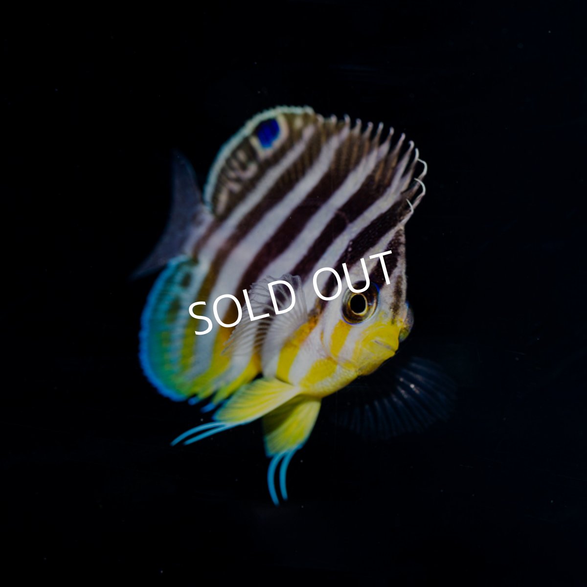 画像3: ■SALE■シマヤッコ ブリード (3)