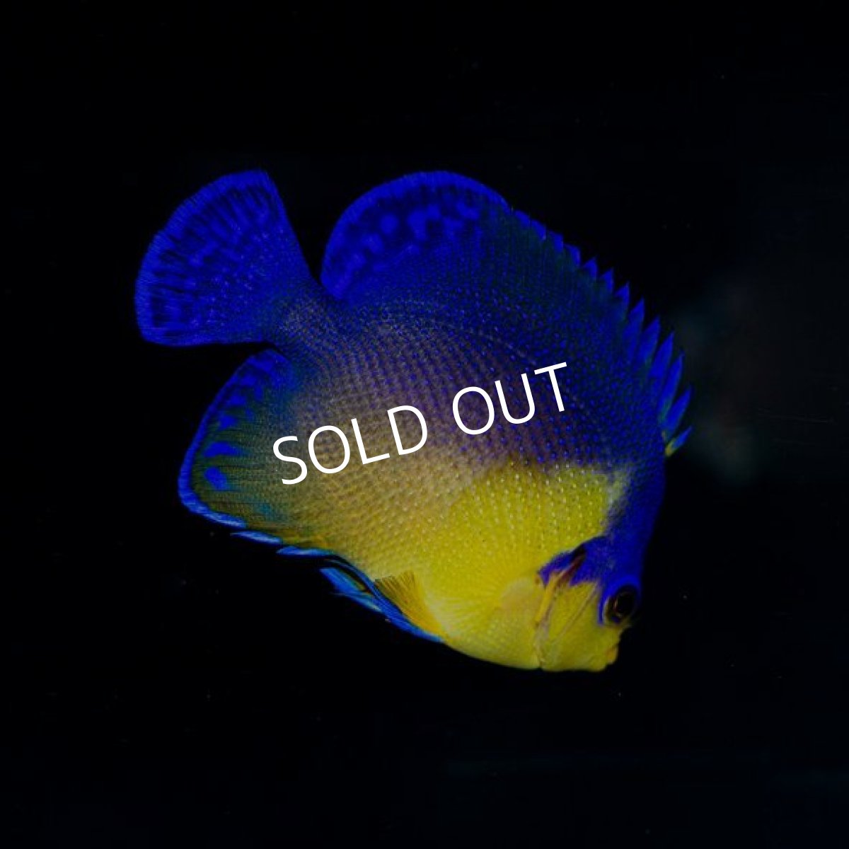 画像2: スミレヤッコ　M　　八重山産 (2)