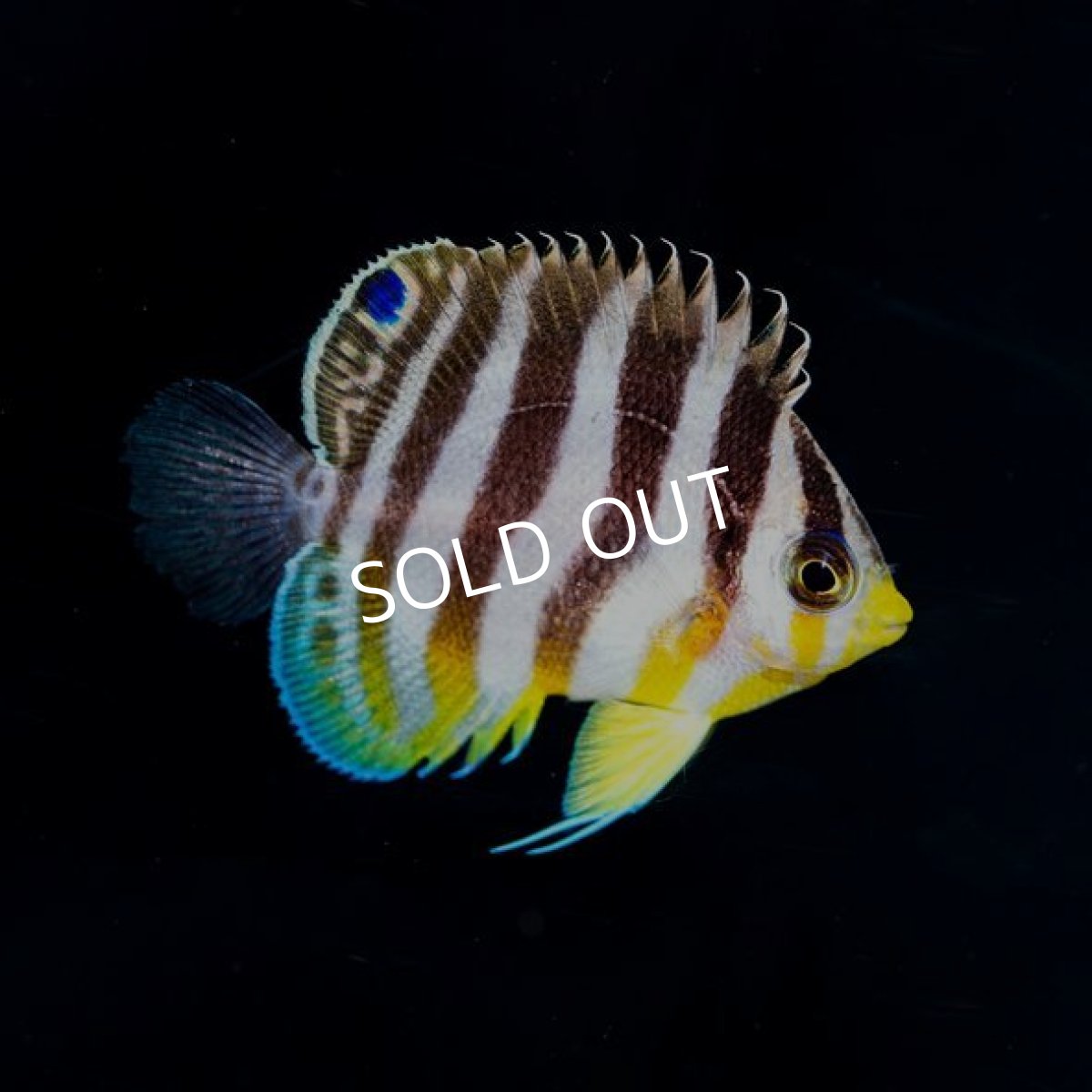 画像2: ■SALE■シマヤッコ ブリード (2)