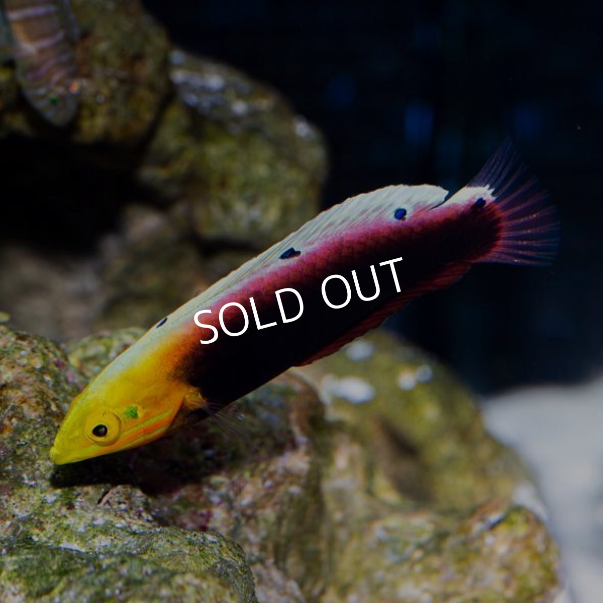 画像2: ■SALE■リーデントラス (2)