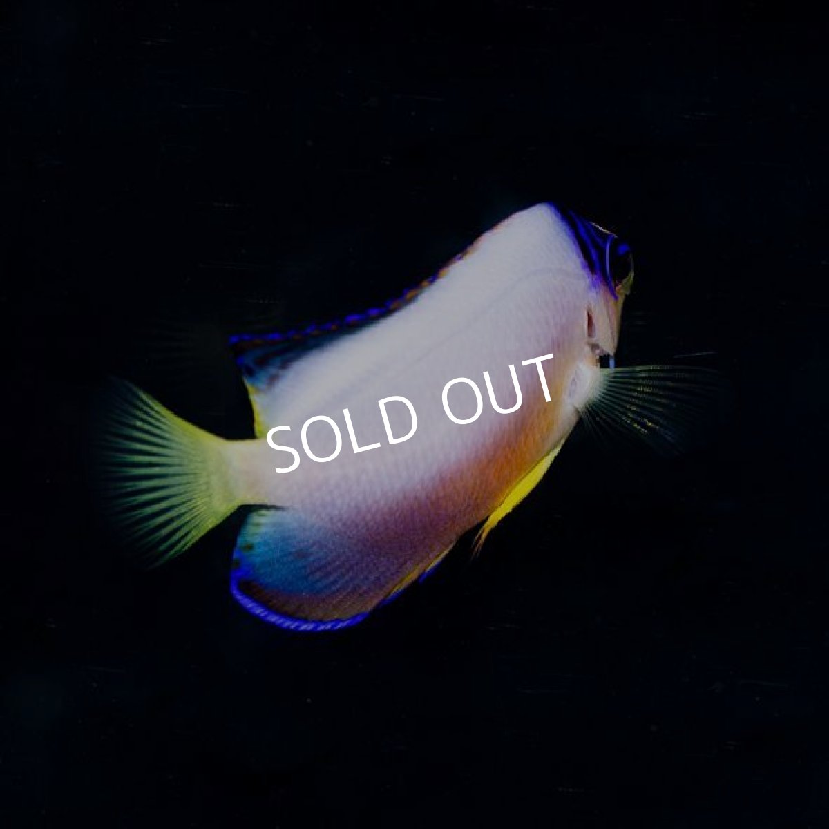 画像2: ■SALE■マルチカラーピグミーエンゼル 　マーシャル　 (2)