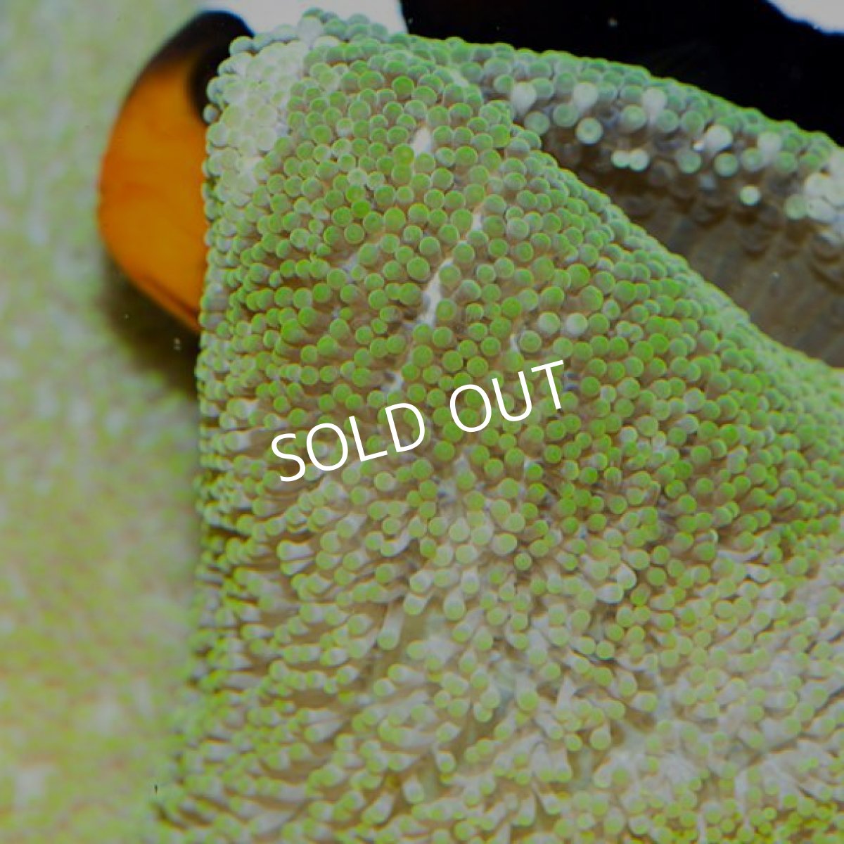 画像2: ■SALE■イボハタゴイソギンチャク グリーン (2)