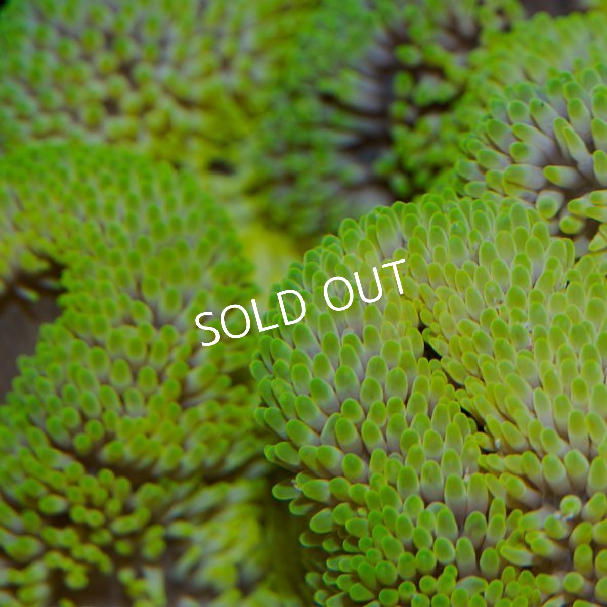 画像2: ■SALE■ハタゴイソギンチャク　グリーン (2)