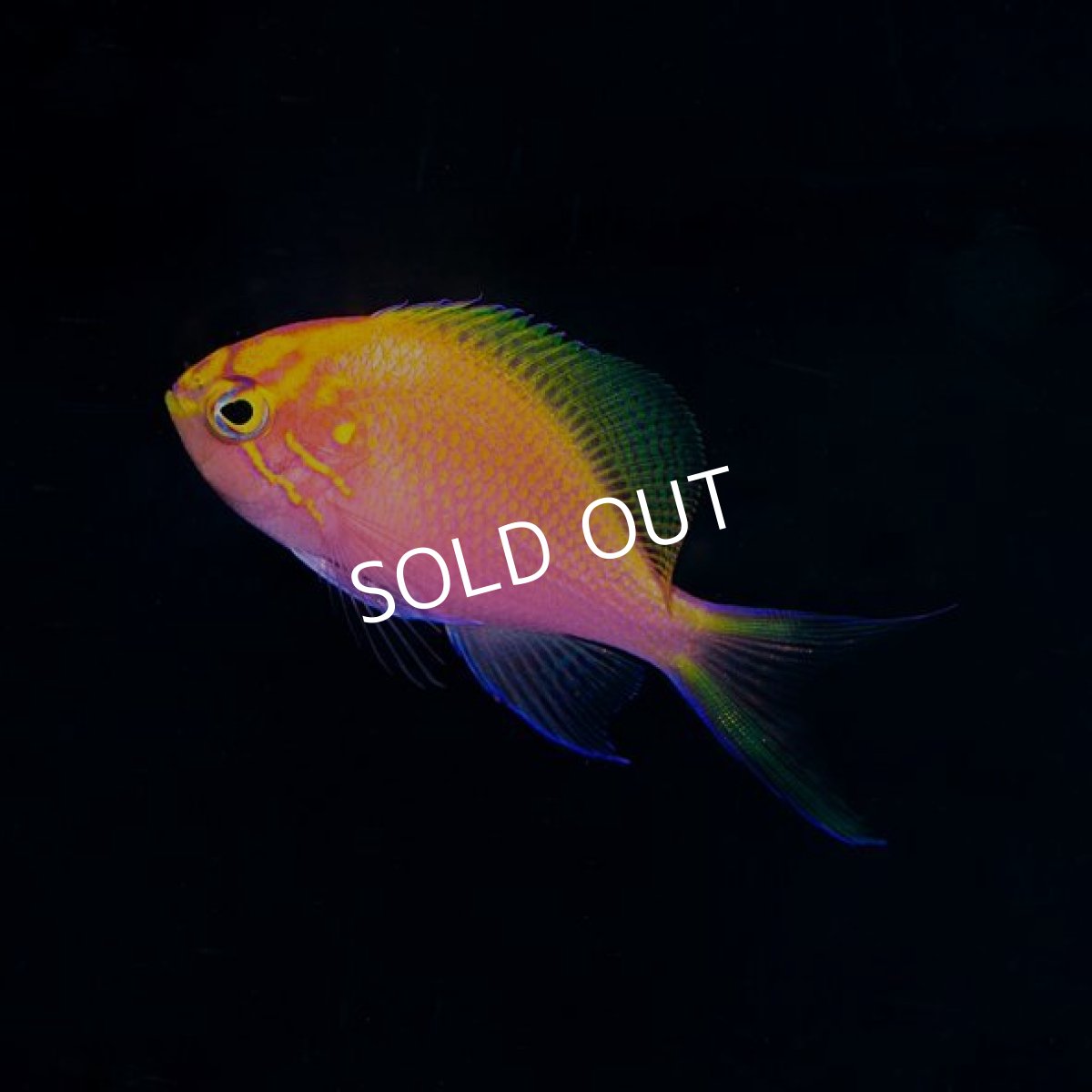 画像3: ハナゴンベ (3)