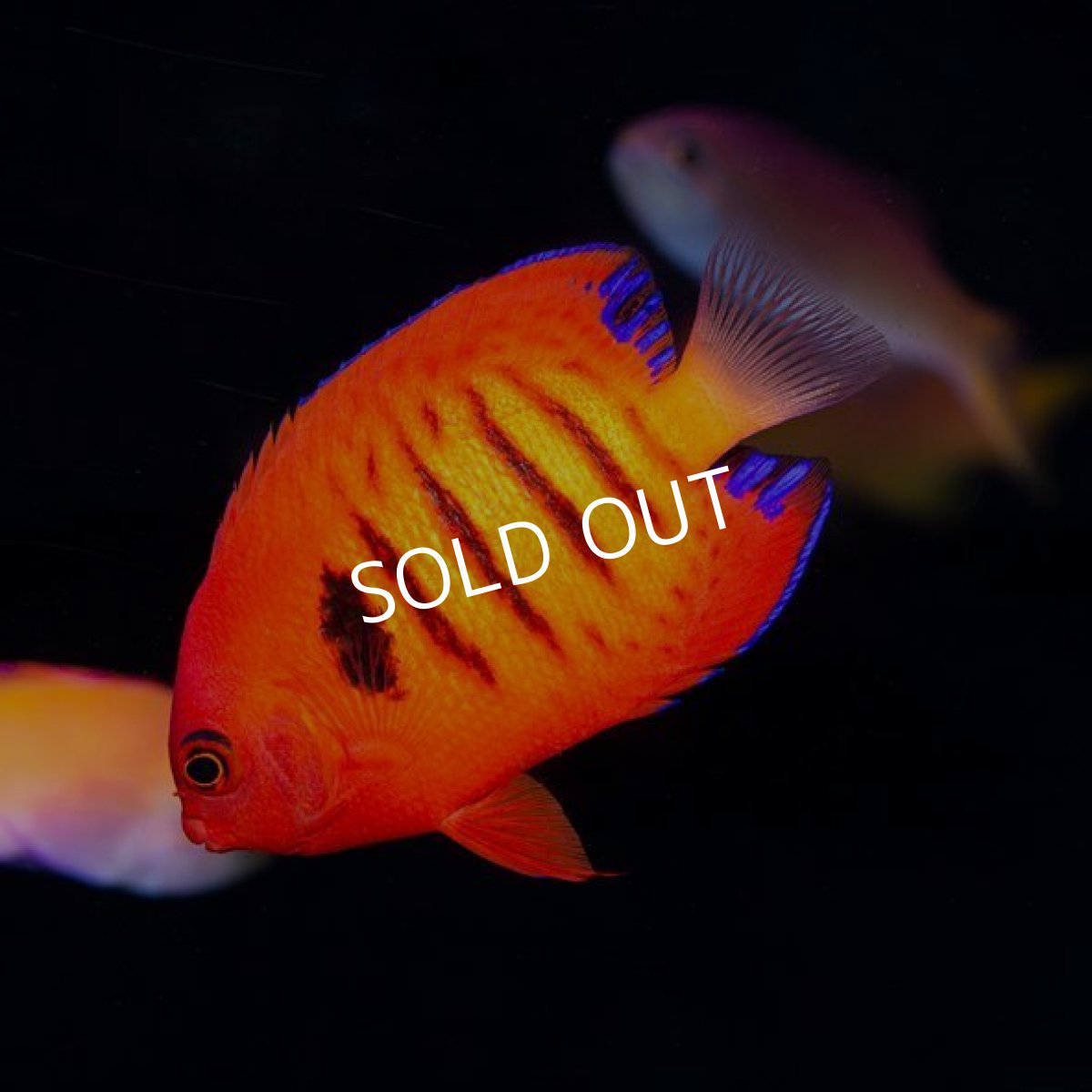 画像2: ■SALE■フレームエンゼル 　マーシャル　 (2)