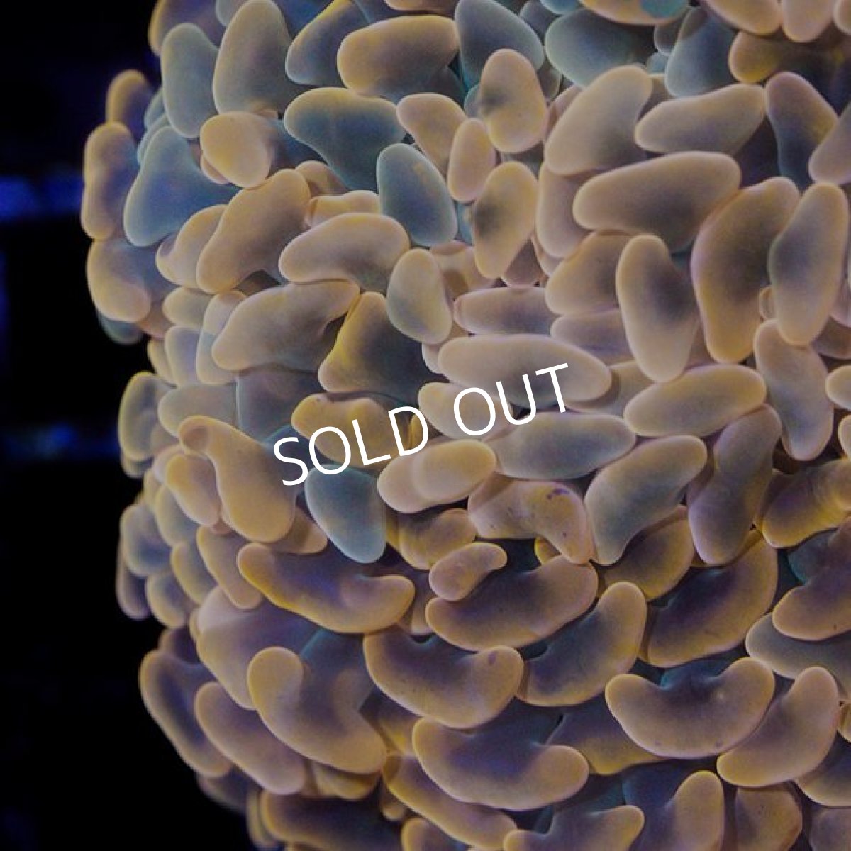 画像2: ■SALE■CDU"Coral Down Under​​​​​​​" ナガレハナ Orange (2)