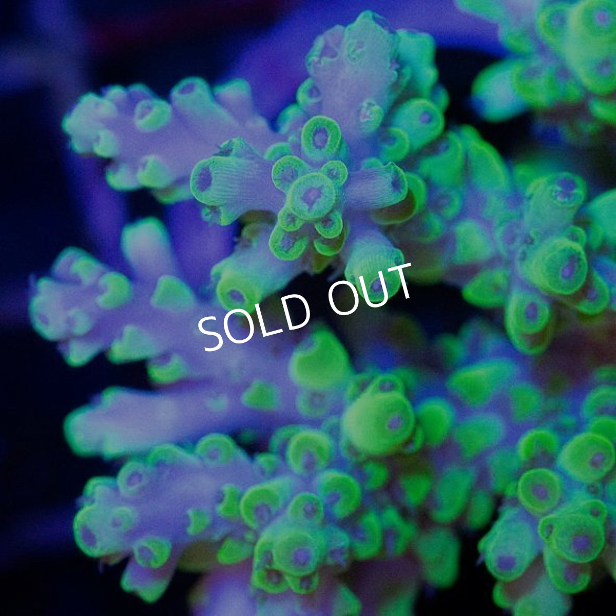 画像2: ■SALE■CDU Acropora sp. Ultra No.205 (2)