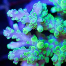 画像2: ■SALE■CDU Acropora sp. Ultra No.205 (2)